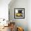 ¡Viva Mexico! Square Collection - Small Yellow VW Beetle Car-Philippe Hugonnard-Framed Photographic Print displayed on a wall