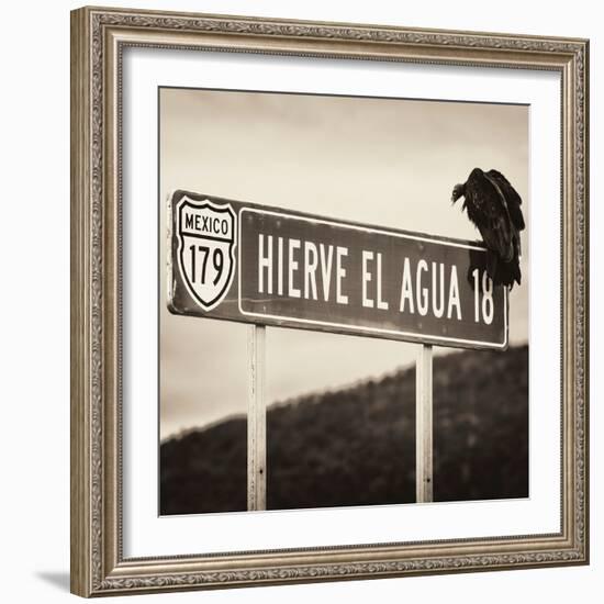 ¡Viva Mexico! Square Collection - Vulture II-Philippe Hugonnard-Framed Photographic Print