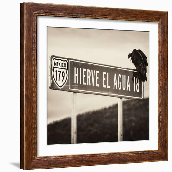 ¡Viva Mexico! Square Collection - Vulture II-Philippe Hugonnard-Framed Photographic Print