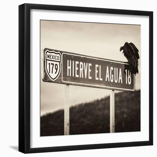 ¡Viva Mexico! Square Collection - Vulture II-Philippe Hugonnard-Framed Photographic Print