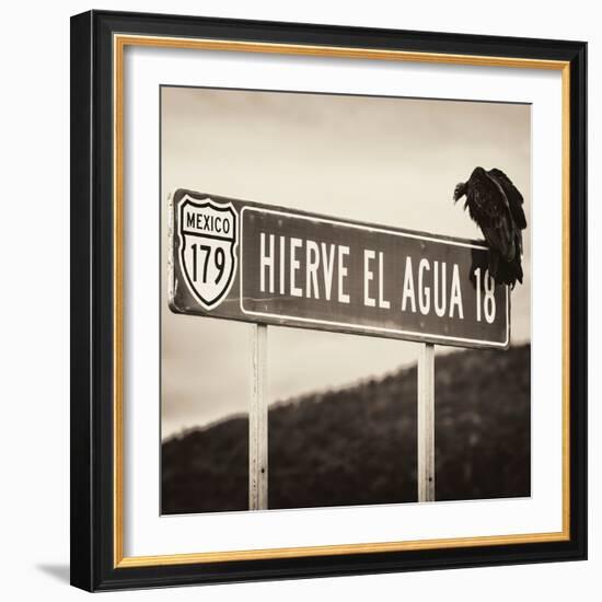 ¡Viva Mexico! Square Collection - Vulture II-Philippe Hugonnard-Framed Photographic Print