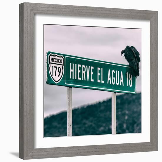 ¡Viva Mexico! Square Collection - Vulture-Philippe Hugonnard-Framed Photographic Print