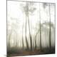 Premium Photographic Print