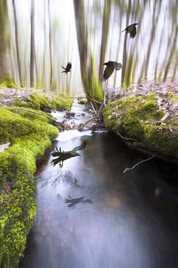 Premium Photographic Print, , large