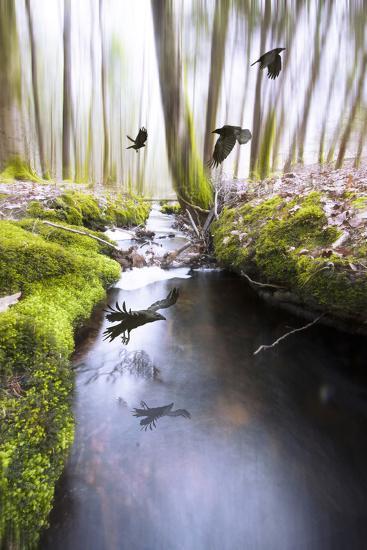 Photographic Print, , large