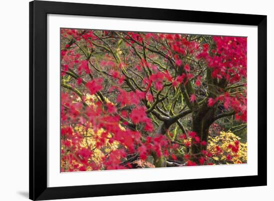 Vivid Maple-Peter Adams-Framed Giclee Print