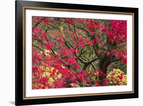 Vivid Maple-Peter Adams-Framed Giclee Print