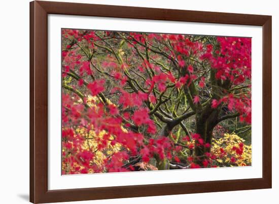 Vivid Maple-Peter Adams-Framed Giclee Print