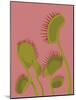 Vivid Tropical - Cactus-Aria Ellis-Mounted Giclee Print