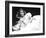 Vivien Leigh, Waterloo Bridge, 1940-null-Framed Photographic Print