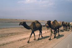 Camel Train Travelling on a Road Alongside the Euphrates Near Nasiriya, Iraq, 1977-Vivienne Sharp-Photographic Print