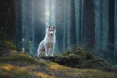 Siberian Husky in the Winter Landscape-Vivienstock-Framed Photographic Print