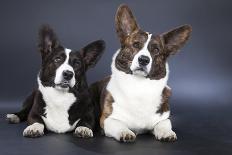 Two Corgi Cardigan-vivienstock-Premier Image Canvas