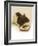 Vivu-Lynne Davies-Framed Photographic Print