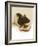 Vivu-Lynne Davies-Framed Photographic Print