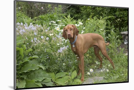 Vizsla-Lynn M^ Stone-Mounted Photographic Print