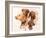 Vizsla-Barbara Keith-Framed Giclee Print