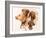 Vizsla-Barbara Keith-Framed Giclee Print