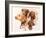 Vizsla-Barbara Keith-Framed Giclee Print