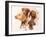 Vizsla-Barbara Keith-Framed Giclee Print