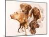 Vizsla-Barbara Keith-Mounted Giclee Print