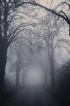 Straight Foggy Passage Surrounded by Dark Trees-vkovalcik-Framed Photographic Print