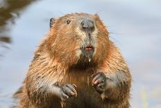 A close up Portrait View of an North American Beaver, Quebec, Canada-Vlad G-Framed Photographic Print