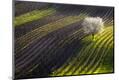 Premium Photographic Print