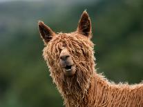 Torres Del Paine-Vladimir Driga-Photographic Print