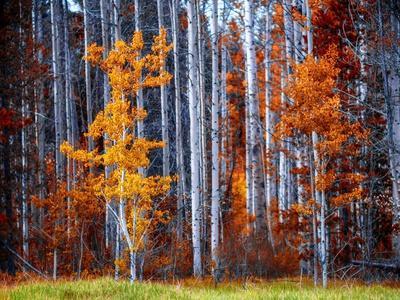 Autumn Forest Vladimir Kostka Photograph Landscape Tree Print Poster 24x36