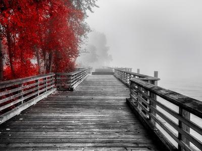 Autumn Forest Vladimir Kostka Photograph Landscape Tree Print Poster 24x36