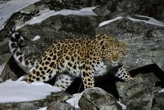 Wild Amur Leopard (Panthera Pardus Orientalis) on Rocky Hillside, Kedrovaya Pad Reserve, Russia-Vladimir Medvedev-Mounted Photographic Print