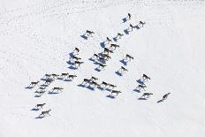 Aerial View of Herd of Reindeer, Which Ran on Snow in Tundra.-Vladimir Melnikov-Framed Photographic Print