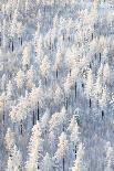The Aerial View of Snow-Covered Winter Forest in Time Sundown on Christmas Eve.-Vladimir Melnikov-Stretched Canvas