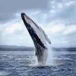 A Magnificent Humpback Whale in an Upright Position with Splashes Jumped to the Surface Close-Up-Vladimir Turkenich-Framed Premier Image Canvas