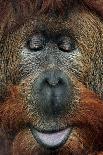 Cross Hybrid of the Sumatran Orangutan (Pongo Abelii) and the Bornean Orangutan (Pongo Pygmaeus). W-Vladimir Wrangel-Photographic Print