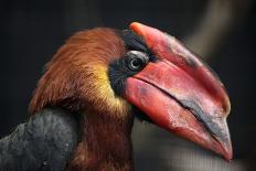 Rufous Hornbill (Buceros Hydrocorax), also known as the Philippine Hornbill.-Vladimir Wrangel-Framed Photographic Print