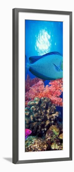 Vlamings Unicornfish and Squarespot Anthias with Soft Corals in the Ocean-null-Framed Photographic Print