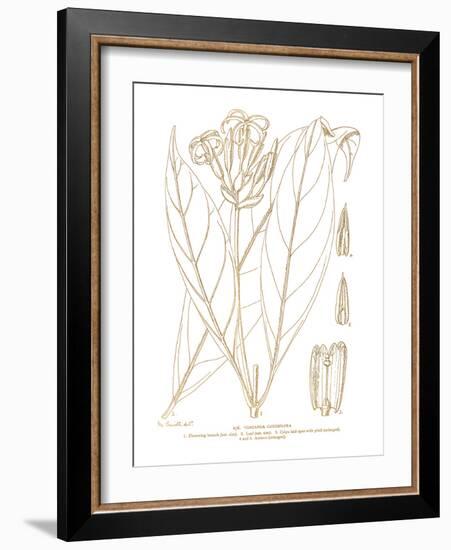 Voacanga Caudiflora-Maria Mendez-Framed Giclee Print