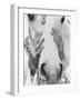 Vogue - September 1968 - Conchita Cintron & Horse-Henry Clarke-Framed Art Print