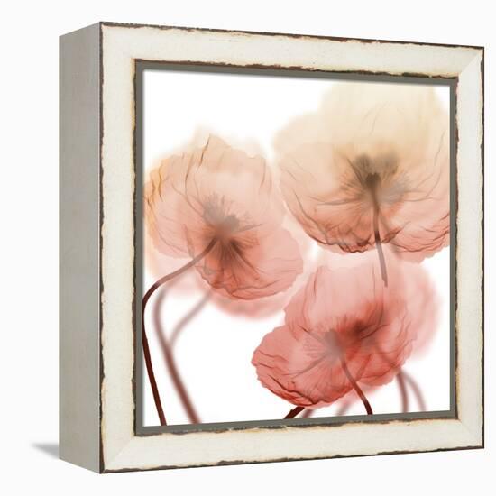 Voiceless Impact 1-Albert Koetsier-Framed Stretched Canvas