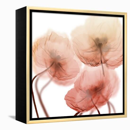 Voiceless Impact 1-Albert Koetsier-Framed Stretched Canvas