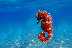 Red Long-Snouted Seahorse - Hippocampus Guttulatus-vojce-Framed Photographic Print