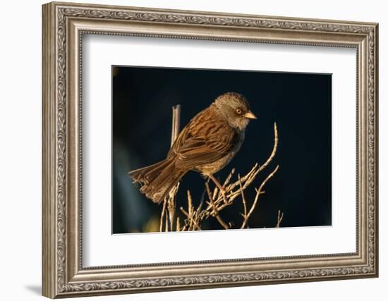 Volcano junco, Talamanca mountain range, Costa Rica-Nick Hawkins-Framed Photographic Print