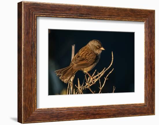 Volcano junco, Talamanca mountain range, Costa Rica-Nick Hawkins-Framed Photographic Print