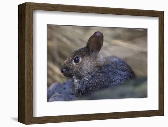 Volcano Rabbit (Romerolagus Diazi) Captive Endemic to Mexico. Critically Endangered Species-Claudio Contreras-Framed Photographic Print