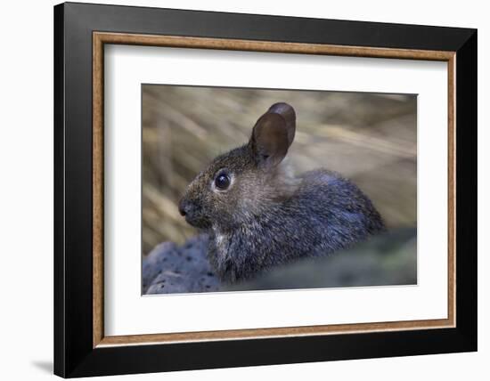 Volcano Rabbit (Romerolagus Diazi) Captive Endemic to Mexico. Critically Endangered Species-Claudio Contreras-Framed Photographic Print