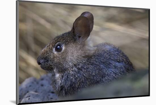 Volcano Rabbit (Romerolagus Diazi) Captive Endemic to Mexico. Critically Endangered Species-Claudio Contreras-Mounted Photographic Print