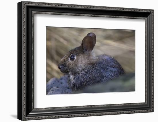 Volcano Rabbit (Romerolagus Diazi) Captive Endemic to Mexico. Critically Endangered Species-Claudio Contreras-Framed Photographic Print