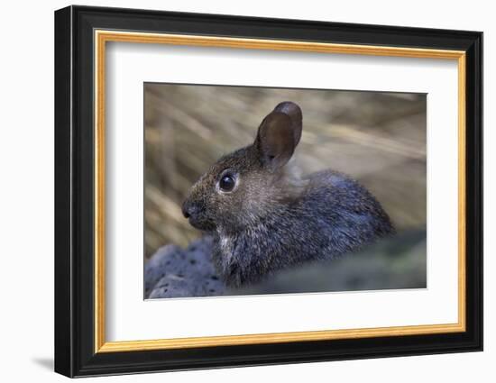 Volcano Rabbit (Romerolagus Diazi) Captive Endemic to Mexico. Critically Endangered Species-Claudio Contreras-Framed Photographic Print